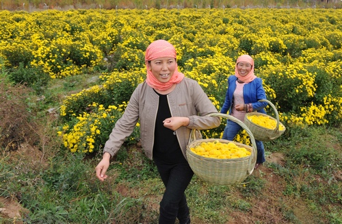 10月21日,青海省化隆县牙什尕镇村民谭玉英(左)在自家流转出去的地里采收高原冠菊。