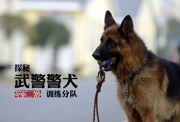 【图刊】探秘武警警犬训练分队
