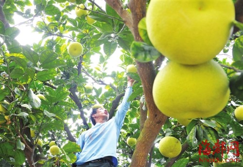 柚子成熟季，果农采摘忙
