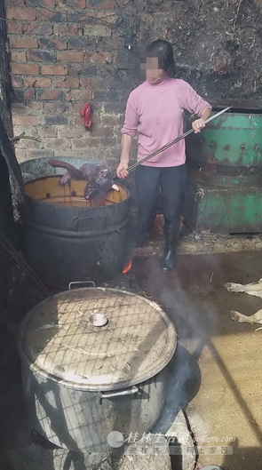 烫狗的工具简陋、场地邋遢。