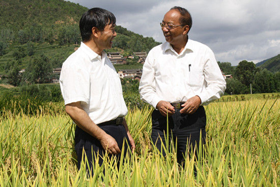 　　超级稻的研发者李开斌(左)和中科院院士谢华安(右)在测产现场。资料图片