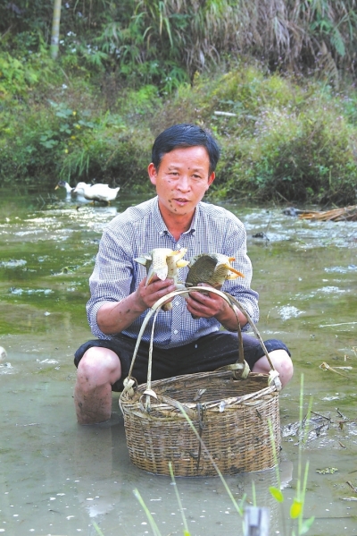 老吴展示稻田里的稻花鱼。
