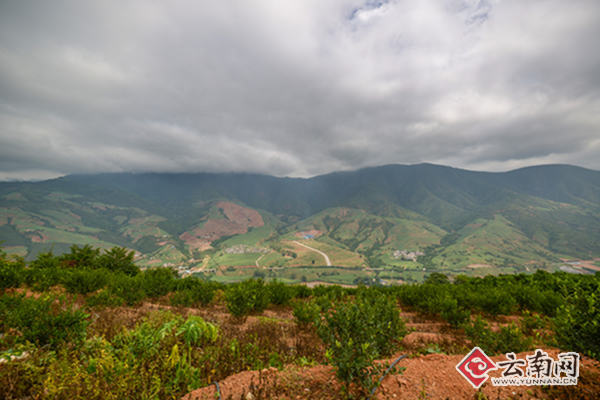 哀牢山上褚橙庄园