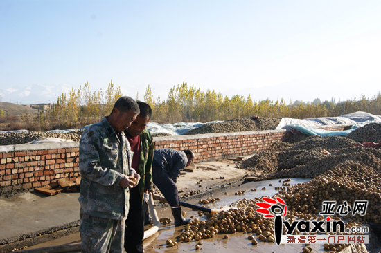 在淀粉厂内丁彦成和技术人员正在抽检土豆。