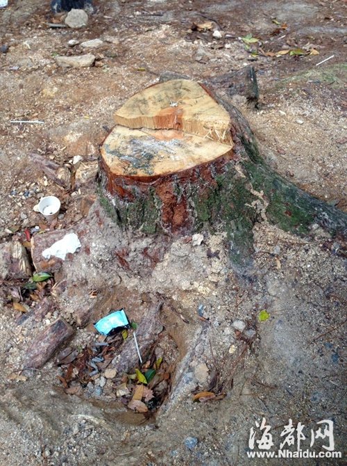 福州鼓山涌泉寺附近数棵松树被砍 砍树原因不
