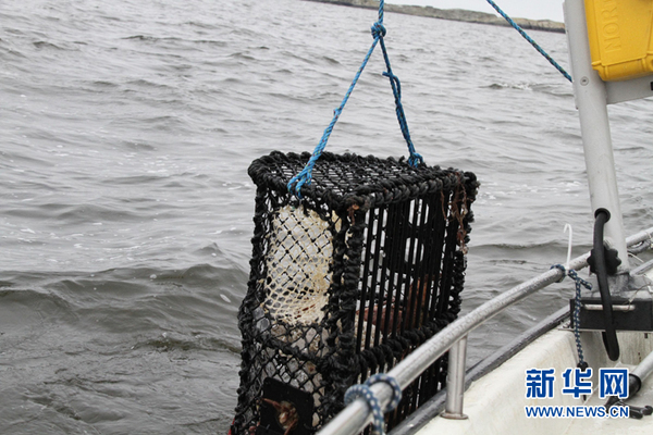 虾笼一般放在水深15以上的海底,绳子长20米左右。新华网记者李国荣 摄
