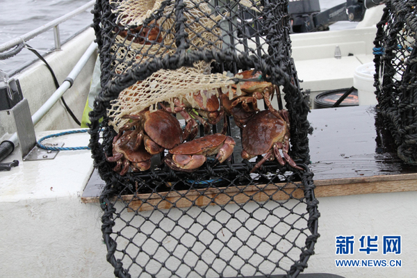 这个笼子也没有龙虾。新华网记者李国荣 摄