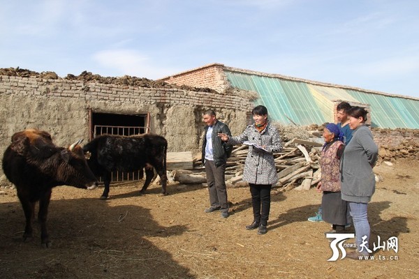 苏布特记录村民牛羊生长情况