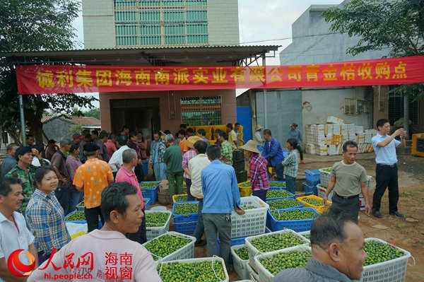 果农们聚集在青金桔收购点