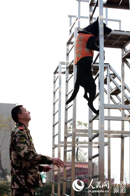 退伍前，最后一次驰骋训练场。（谭果生摄）