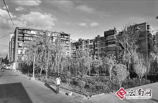 昆明昔日的棚户区变成绿化带 记者 江洋 摄
