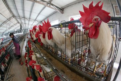 高永文:禽流感疫情正逼近 香港或停售活禽(图)