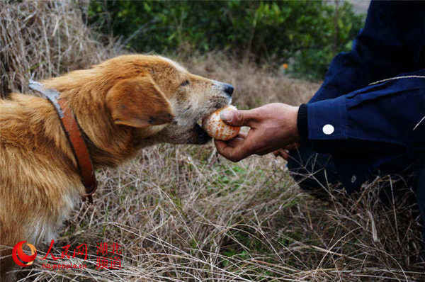 村民正在将柑桔喂狗