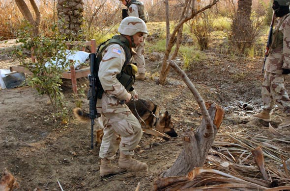 驻伊美军军犬搜索埋藏的武器