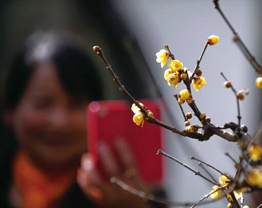 黑龙潭公园的梅花已悄然开放。李进红 摄