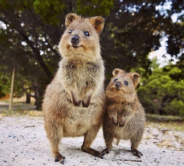 澳大利亚成Instagram上最受欢迎旅游国家 粉丝