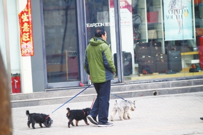 郑州去年办狗证补贴还未领到 养犬办:各种原因