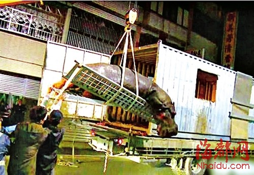 “阿河”被吊起转运