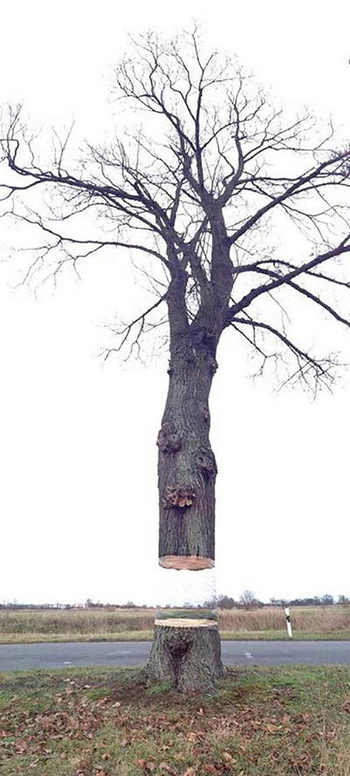 令人惊叹的错觉艺术:大树会悬空?|照片|变电站