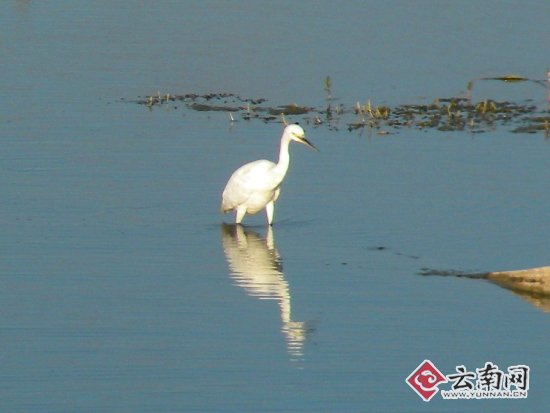 一只白鹭在青海湖觅食。