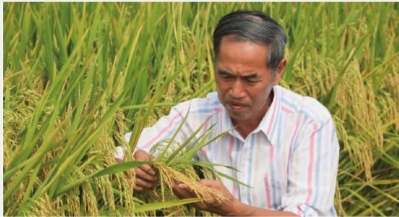 40年来，陈立云奔波于湖南、海南、云南等地，育成61个水稻新品种。