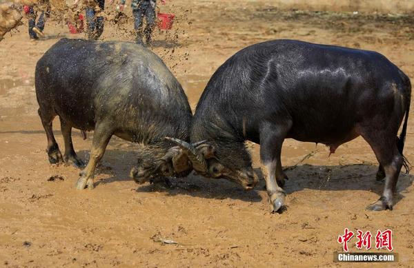 广西壮乡举办斗牛赛迎新年|广西|柳州市