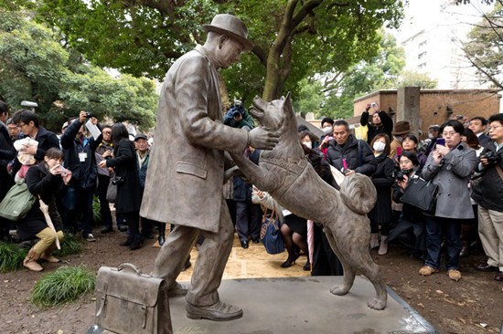 “忠犬八公”扑向上野博士的铜像。