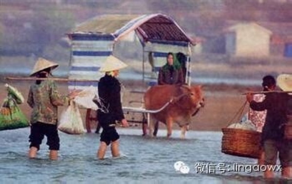 牛车过海(网友供图)