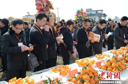 不知火桔橙四川丹棱大比武 评出果王|游客|