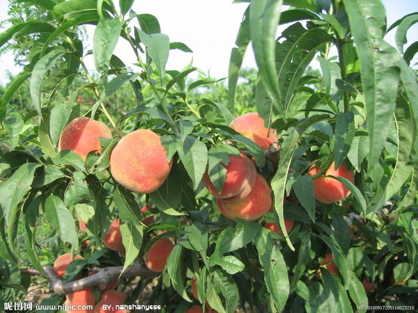 【本网综合】贵阳周边摘水果 地点你来挑|农家