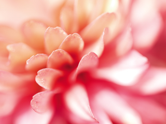 解读《<em>茶花女</em>》 (中)|歌剧|戏剧_凤凰资讯