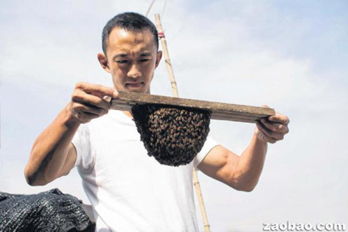 新加坡华裔养蜂人:感受热爱地球的乐趣(图)|蜜
