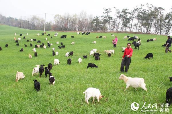 湖北谷城:科学养羊奔小康|农民|良种