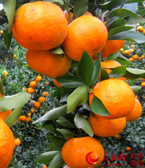 永春芦柑满枝头