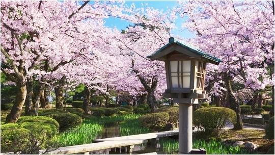 详解:日本人为何如此爱樱花?|东京|日本