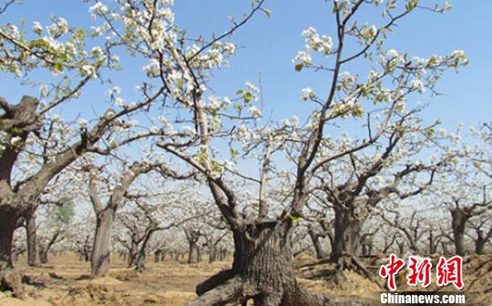 河北博野现华北最大古梨树群 百年古树超8万株