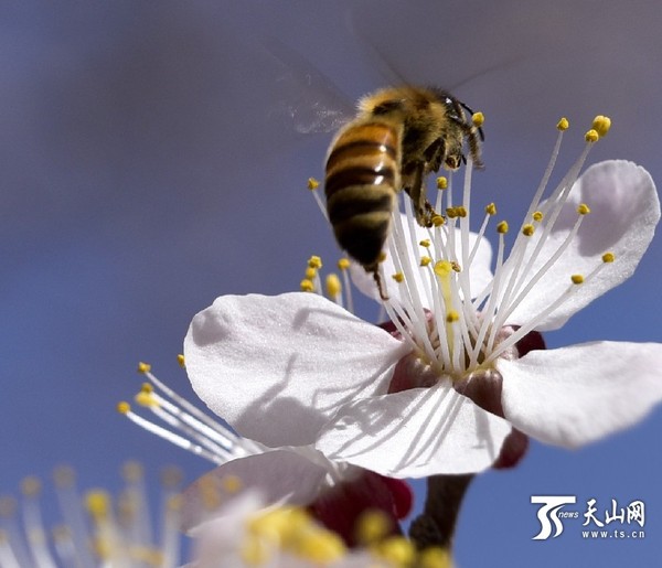 新疆若羌县:小蜜蜂在杏花中采蜜(高清组图)|天