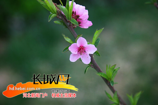 盛开的桃花。 陈树林 摄
