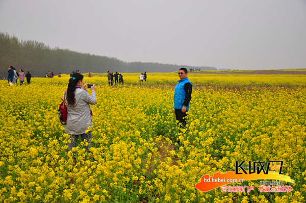 清明节邯郸北湖油菜花儿开正艳|油菜花|游人