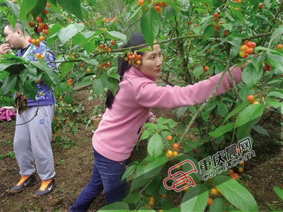 云雾山樱桃谷开门迎客 3000亩樱桃现场采摘免
