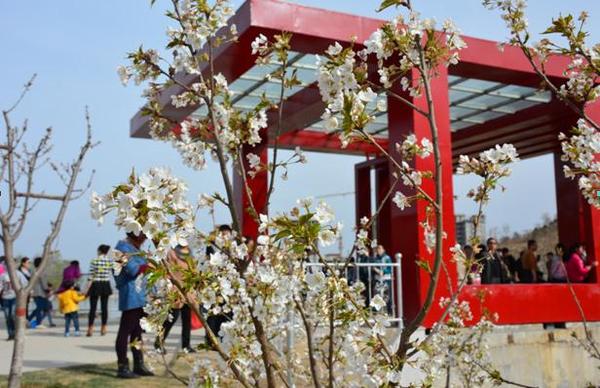 山西太原:玉泉山公园百花开 邀您赏樱花(图)