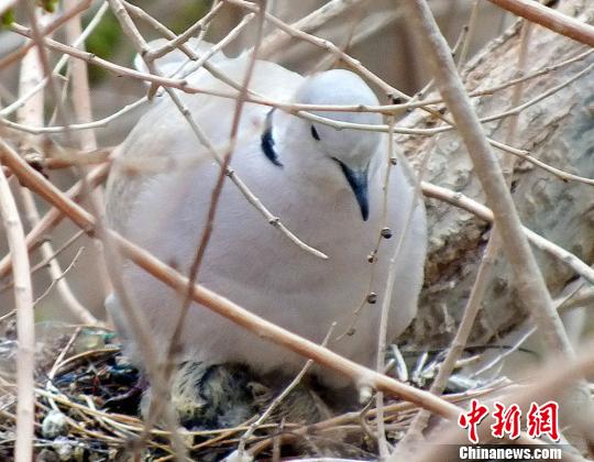 孵化,喂养小斑鸠的成长全过程