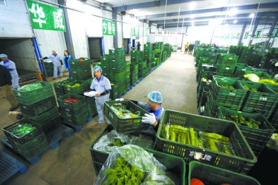 鲜菜进京|农业|蔬菜