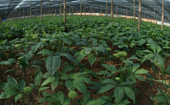 中药罐里“提炼”高科技 云南生物医药产业借势转型