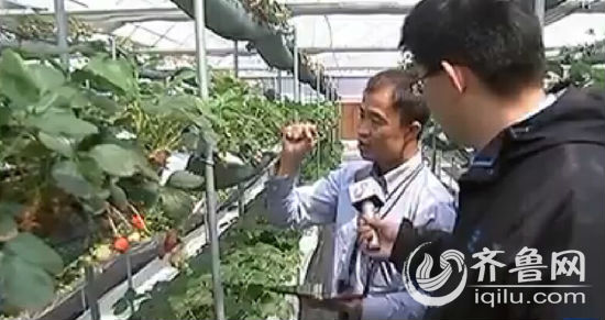 莒南草莓农场主的种植经:收集生长数据 用新灌