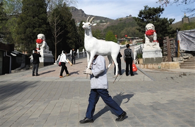 工作人员搬运羊塑像为茶文化节做准备。 拍者 布他