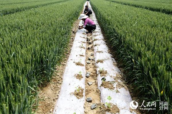 河南开封:麦田里种瓜忙|西瓜|农民