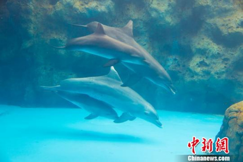 横琴长隆海洋王国破解海豚繁育成功率低难题|