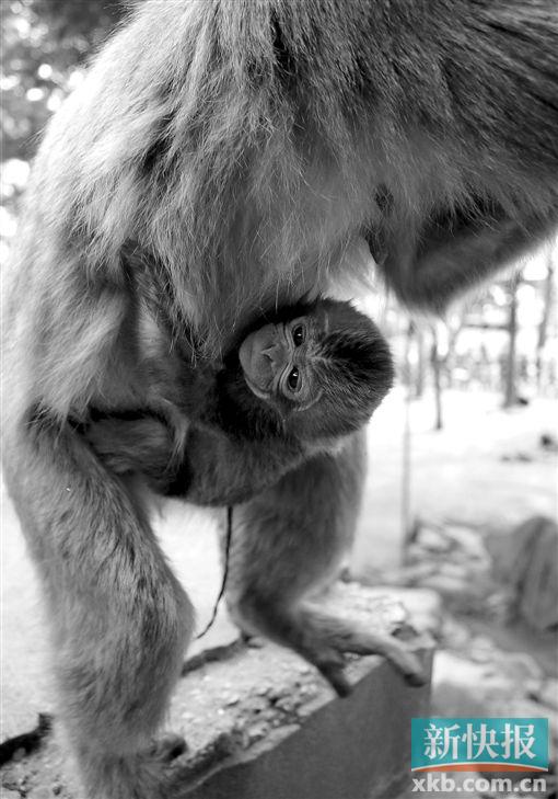 ■5月6日,雌性小猴“夏洛特”在日本高崎山自然动物园诞生。 CFP供图