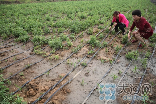 宝丰镇人口_小站大场的 生意经 圣母山下的城乡公交一体化(3)